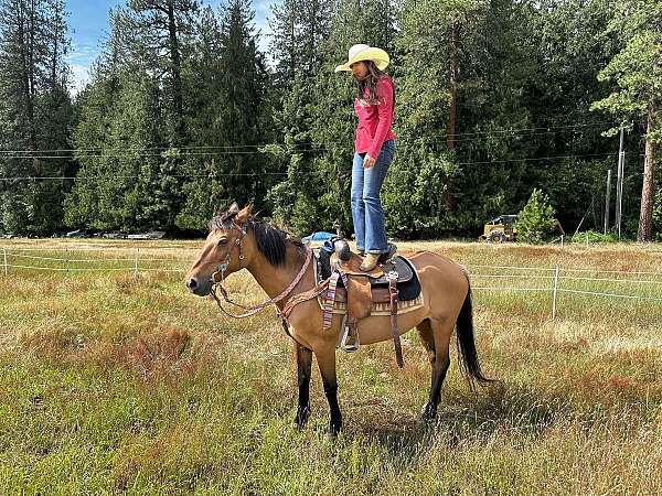 quarter-horse-mare