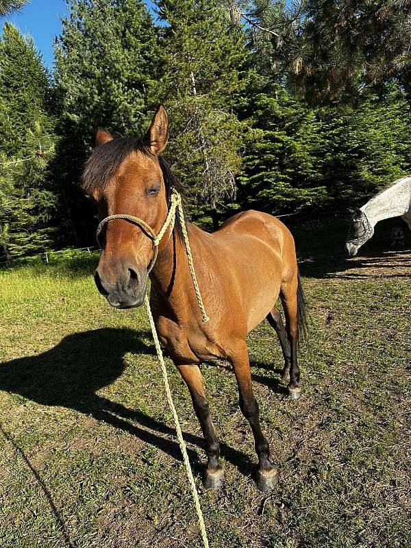 experienced-mare