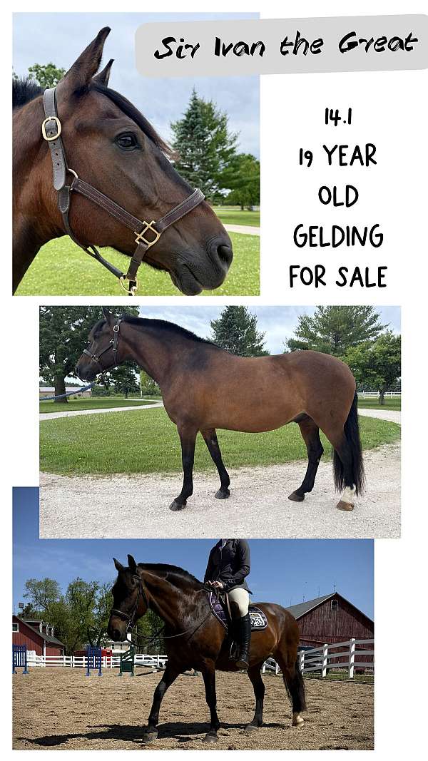 experienced-paso-fino-pony