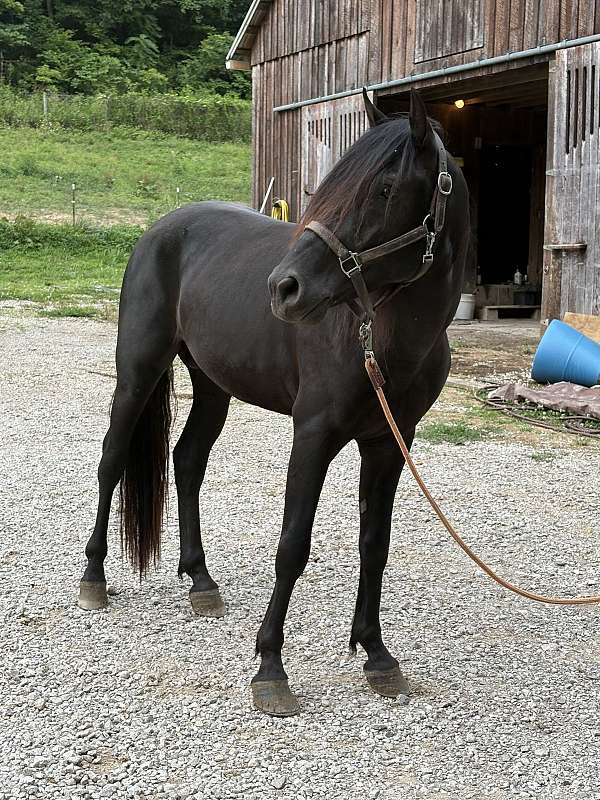 none-horse