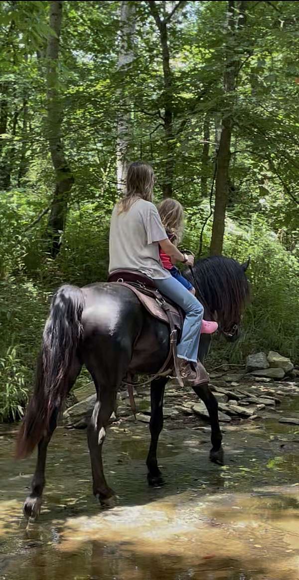 black-none-horse