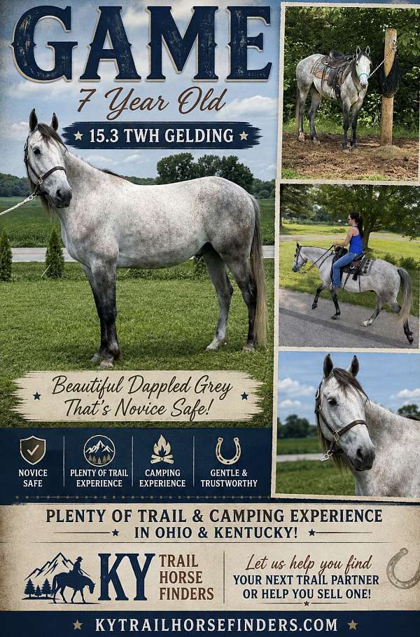 beginner-tennessee-walking-horse