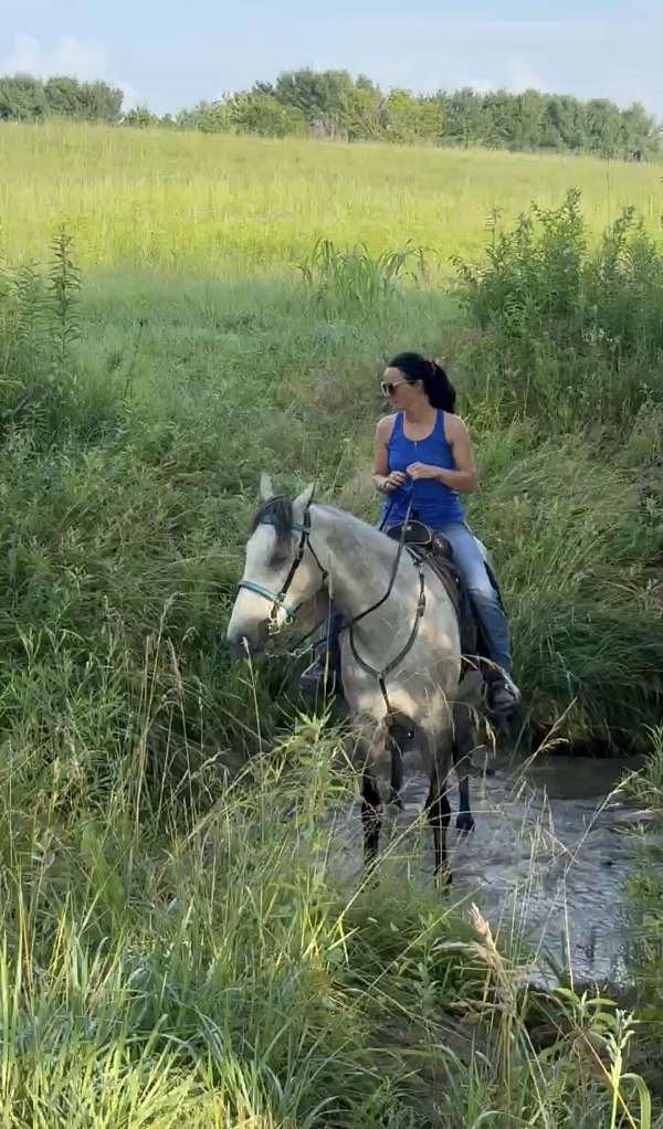 dappled-tennessee-walking-horse