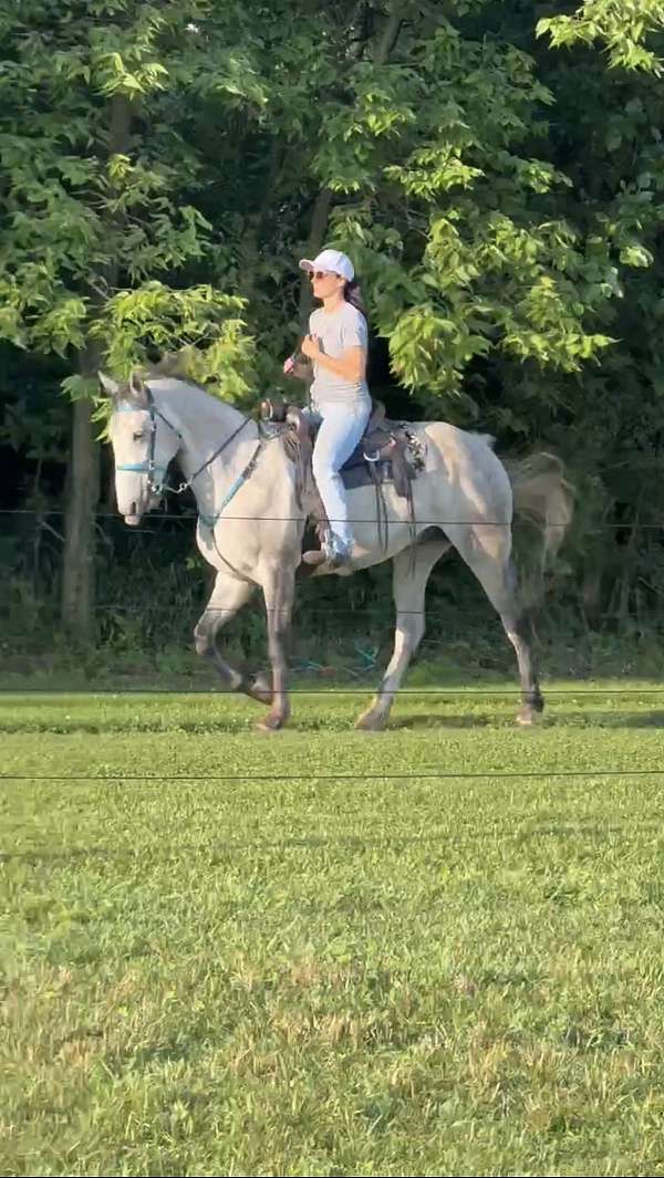 experienced-tennessee-walking-horse