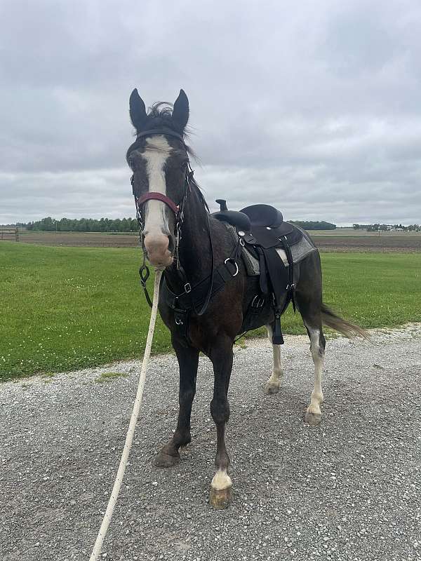 tennessee-walking-horse