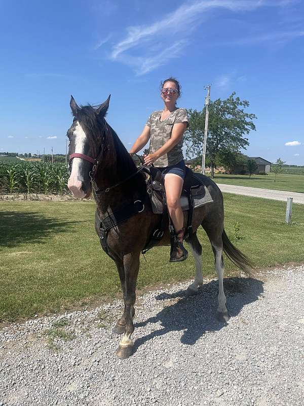 tennessee-walking-gelding