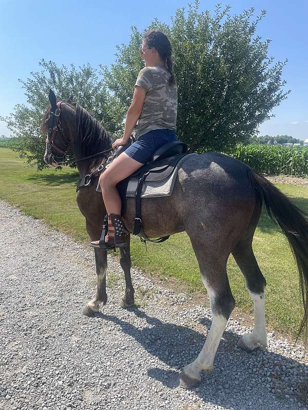 tennessee-walking-horse-for-sale