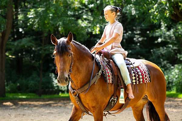 all-around-friesian-horse