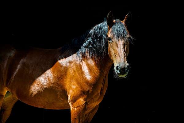 english-pleasure-friesian-horse