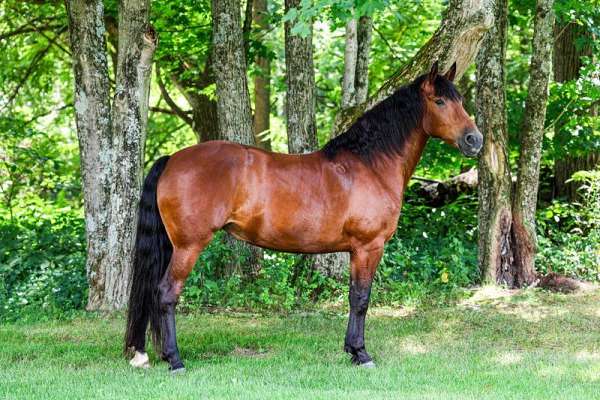 field-trial-friesian-horse