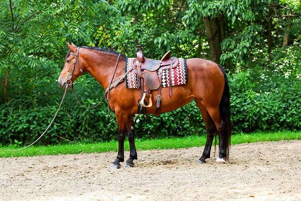 halter-friesian-horse
