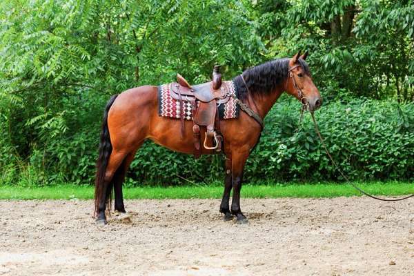 harness-friesian-horse