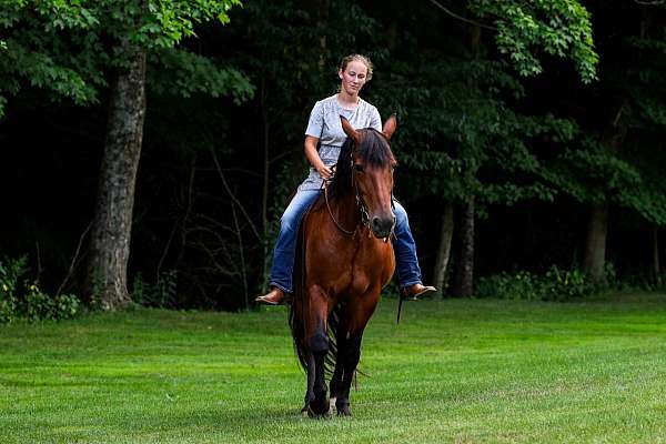 husband-safe-friesian-horse