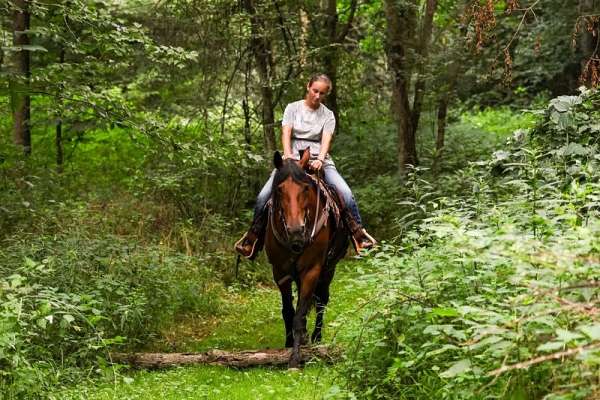 performance-friesian-horse