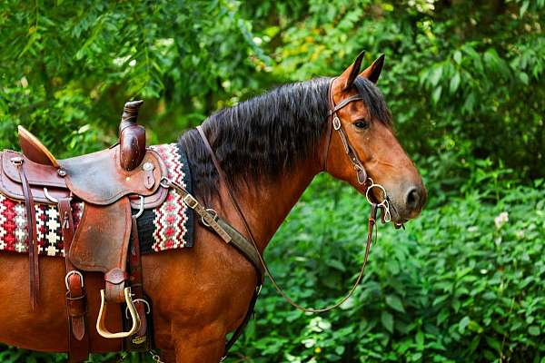 ridden-english-friesian-horse