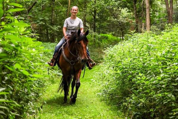 ridden-western-friesian-horse