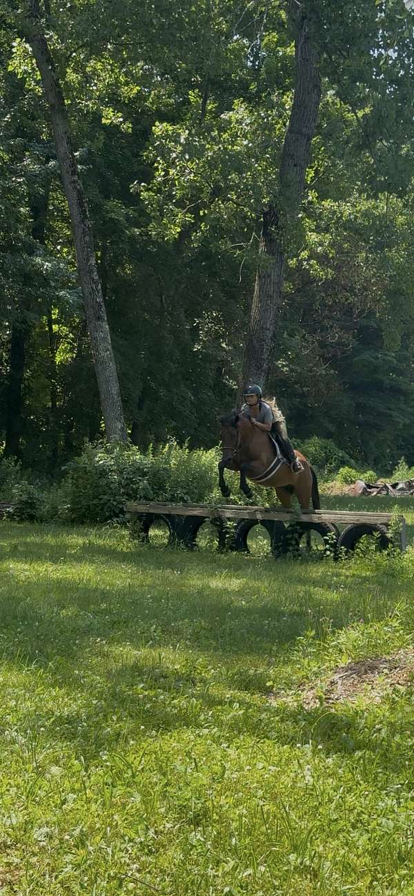 appendix-pony-for-sale