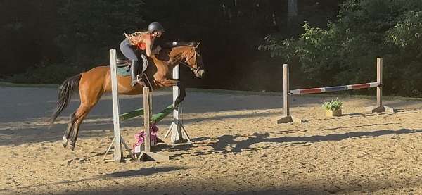 appendix-pony