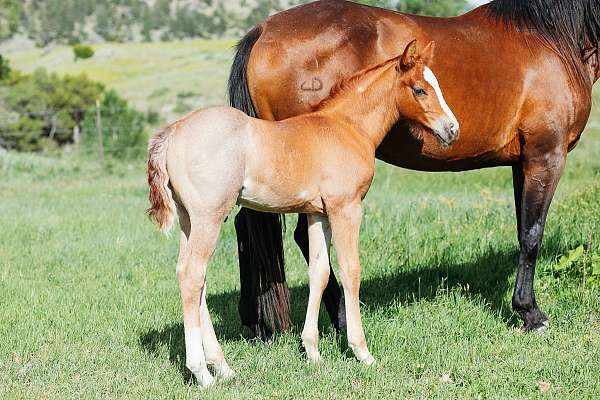 tin-man-quarter-horse