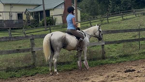 safe-horse-arabian