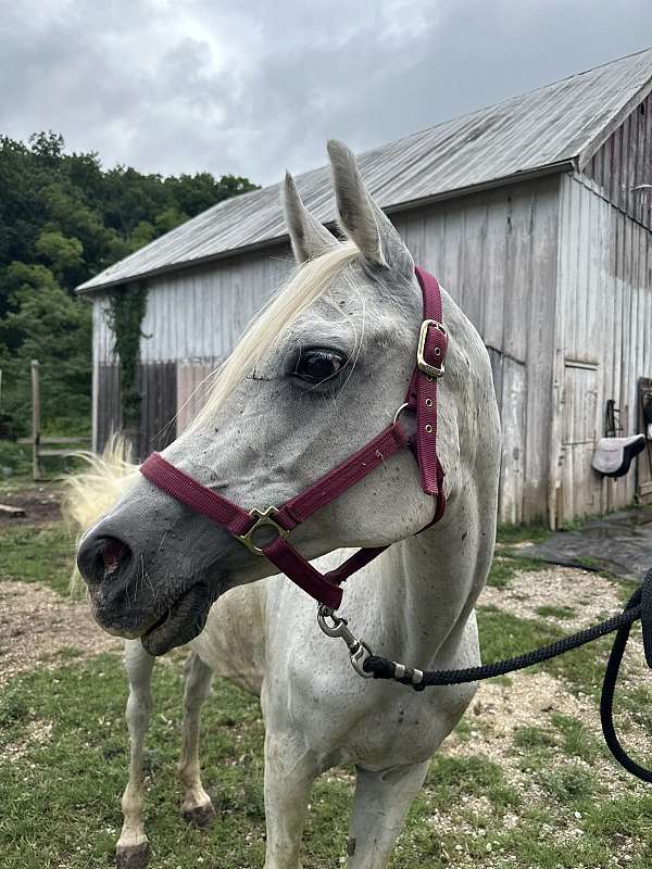 training-level-dressage-arabian-horse
