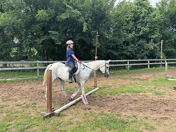 confidence-builder-arabian-horse