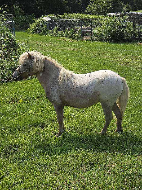 miniture-horse