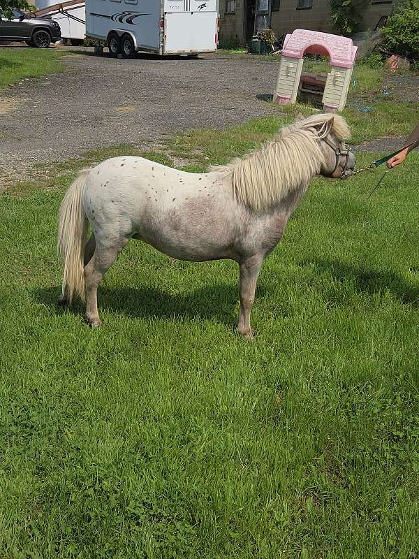 miniature-horse-for-sale