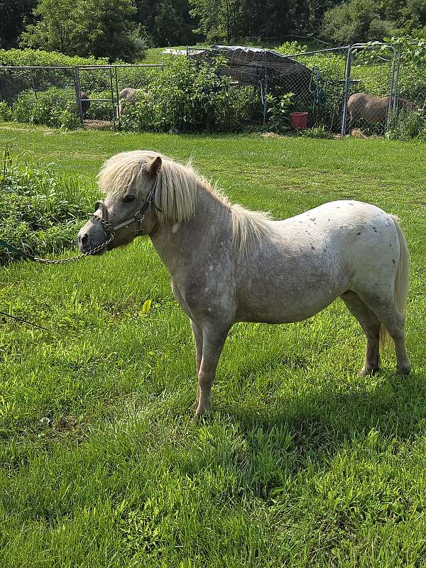 miniature-stallion
