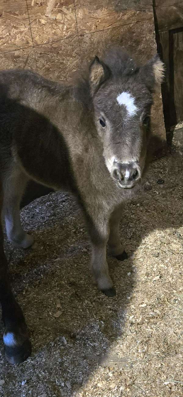 miniature-horse-for-sale
