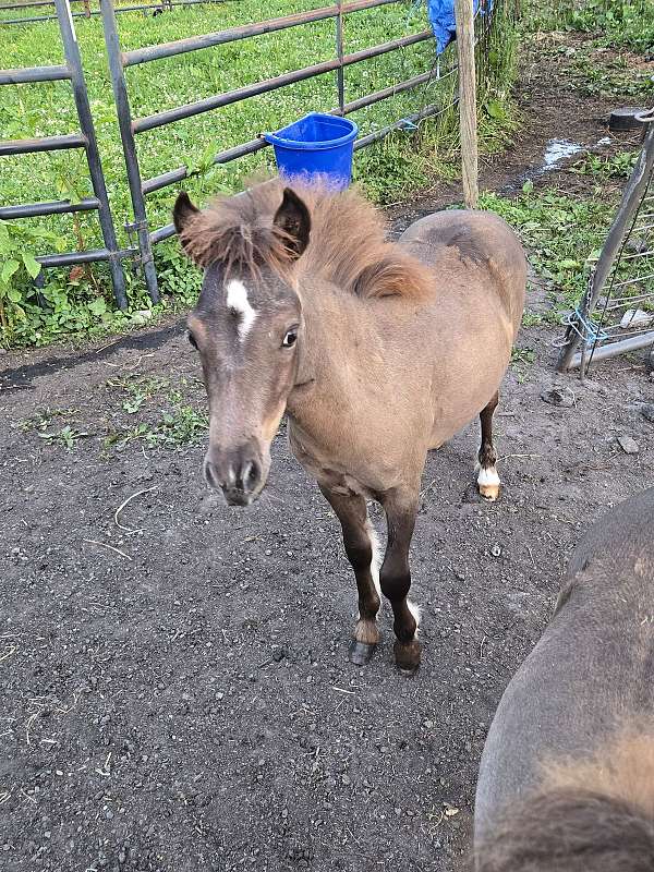 miniature-filly