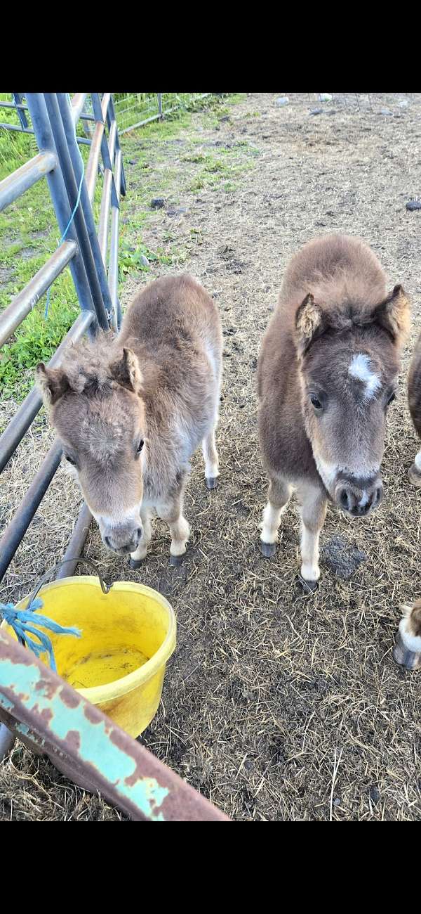 miniature-horse-for-sale