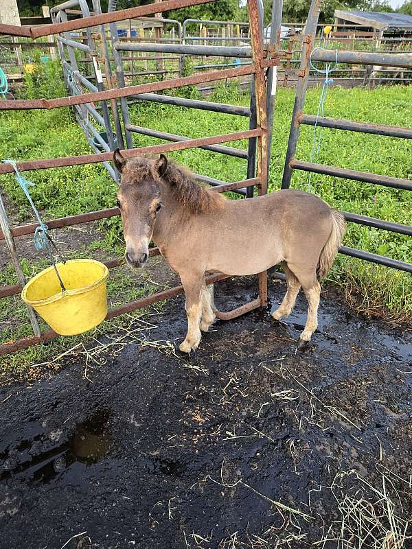 miniature-filly