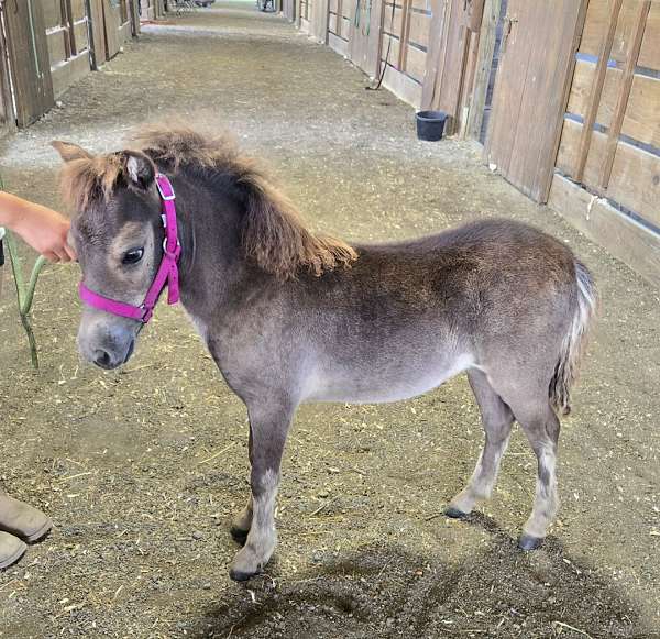 miniature-horse
