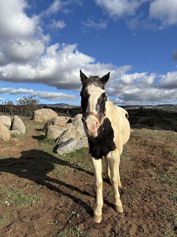paint-gelding