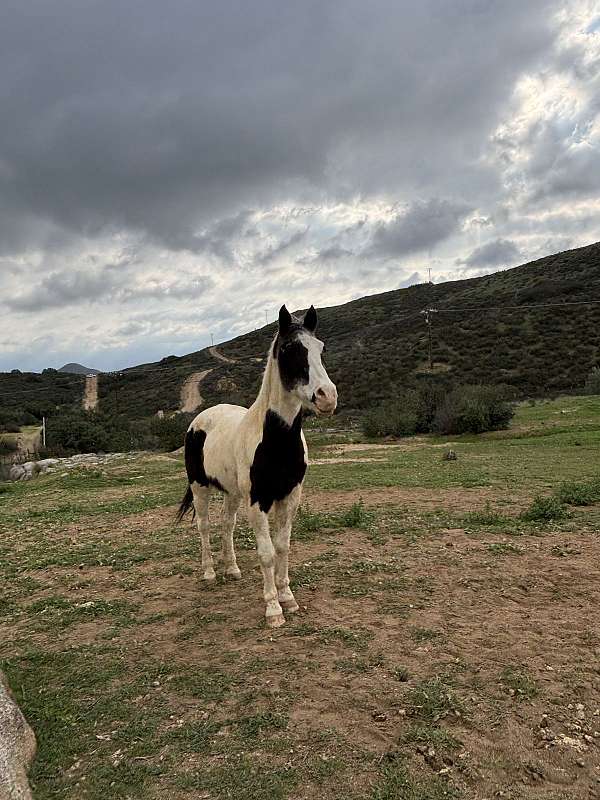 paint-horse-for-sale