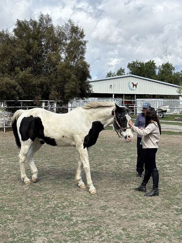 paint-horse