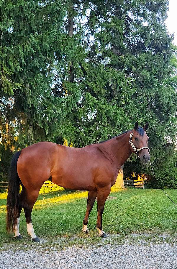 sox-quarter-horse