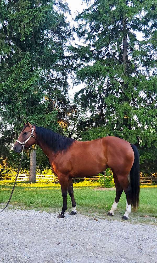 aqha-broodmare-mare
