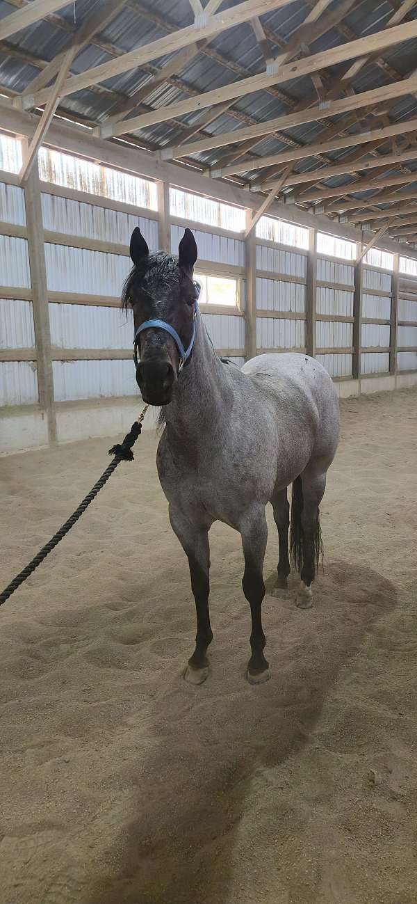 blue-roan-small-star-one-hind-sock-horse