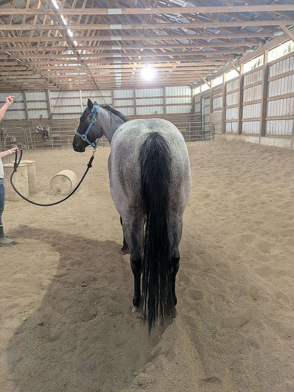 your-choice-mare
