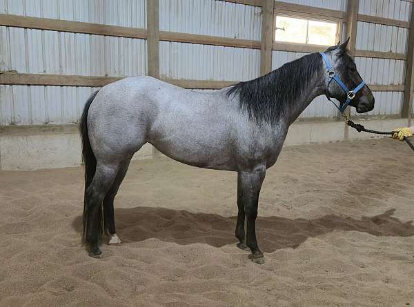small-star-one-hind-sock-horse