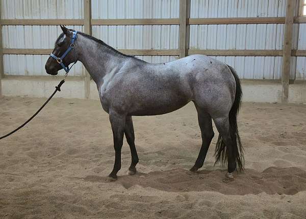 small-star-one-hind-sock