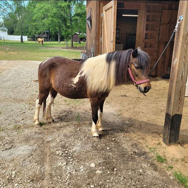 cross-trail-pony-shetland-pony