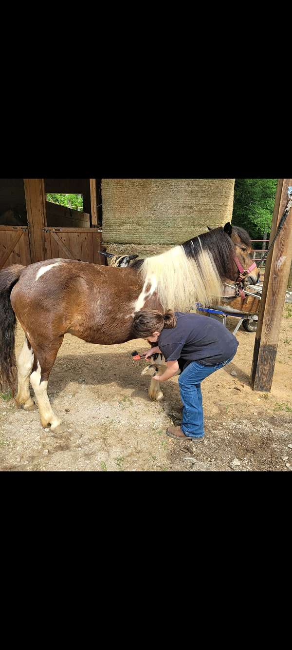 shetland-pony-gelding