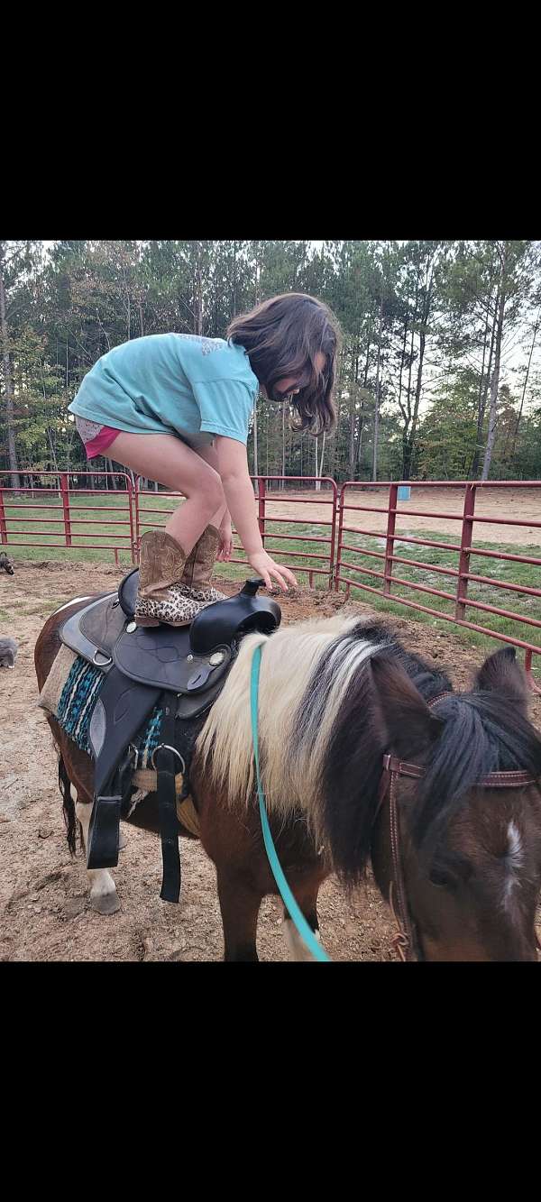 shetland-pony-for-sale
