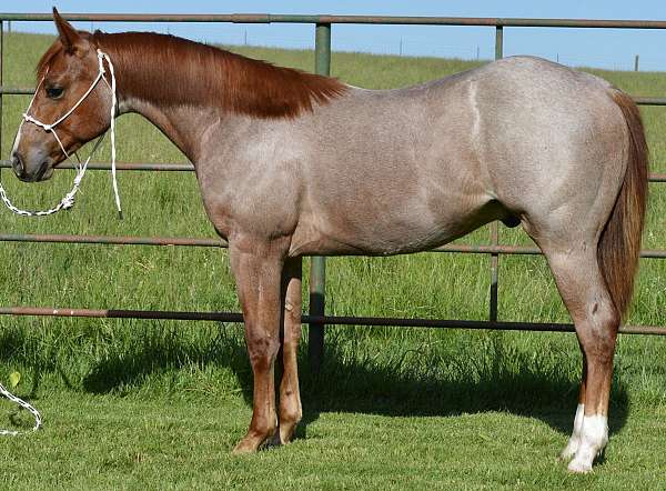 trail-quarter-horse