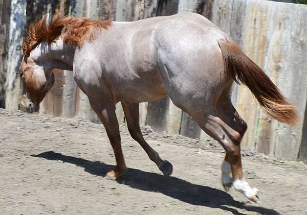 ranch-quarter-horse