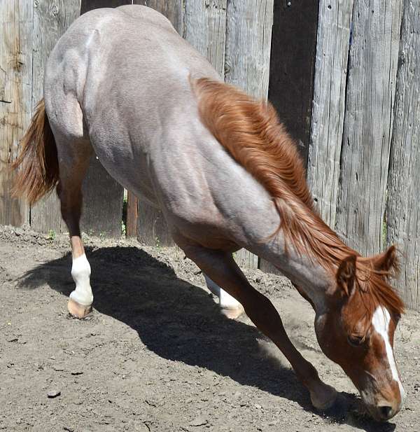 rope-quarter-horse