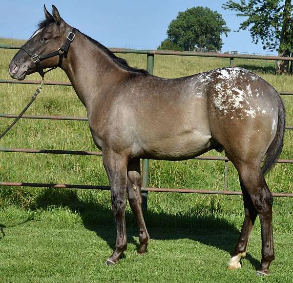 he-appaloosa-horse